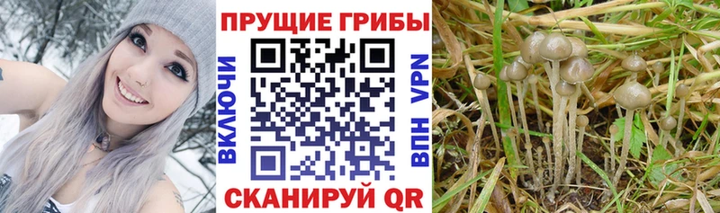 Псилоцибиновые грибы ЛСД  Купить закладки  Лебедянь 